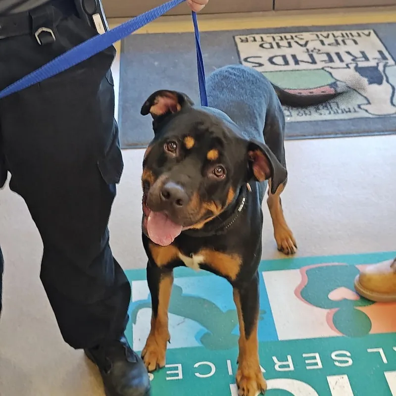 An adult medium-sized male Black Rottweiler dog named Teddy for adoption in Upland, CA