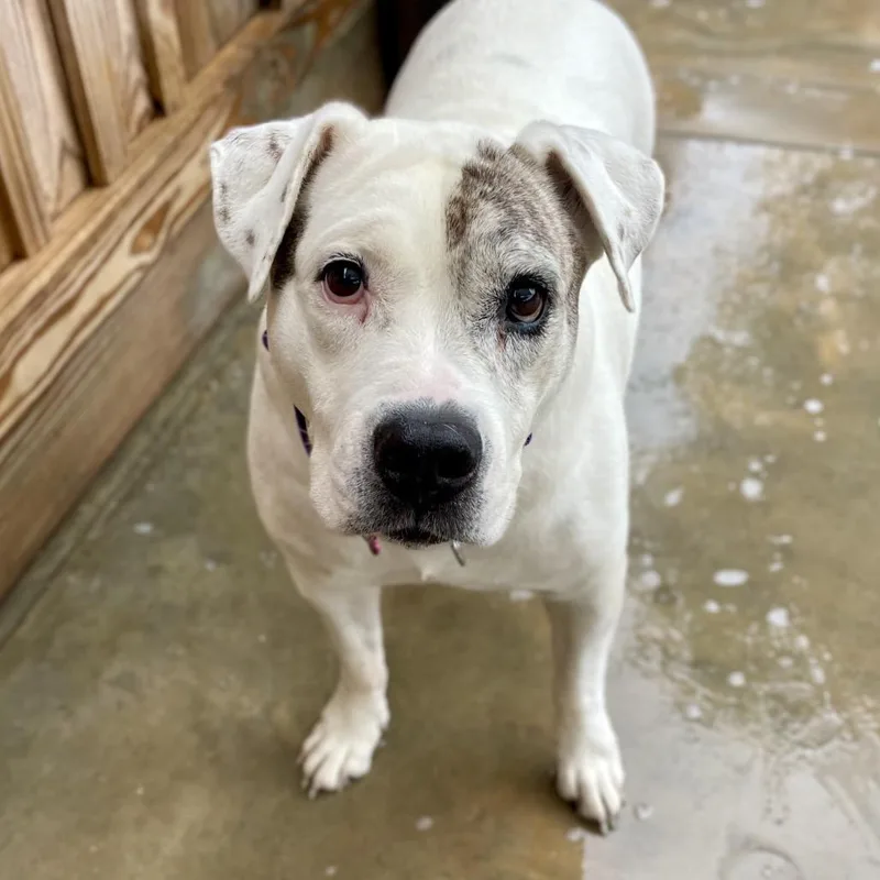 A senior medium-sized female White / Cream English Bulldog dog named Princess for adoption in Freeport, FL