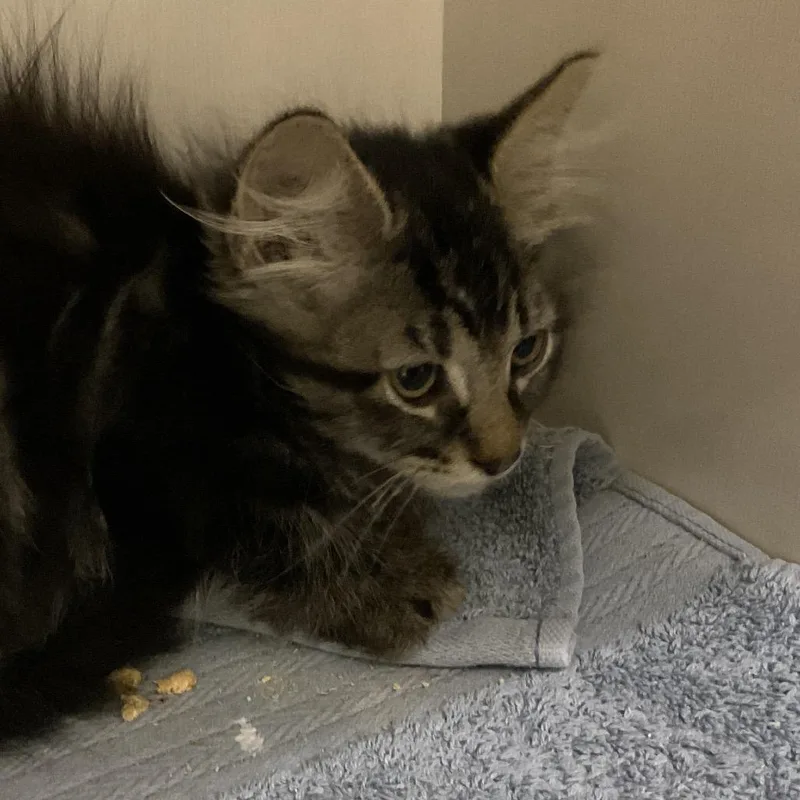 A baby small-sized male Brown / Chocolate Domestic Short Hair cat named Sky for adoption in Redwood City, CA