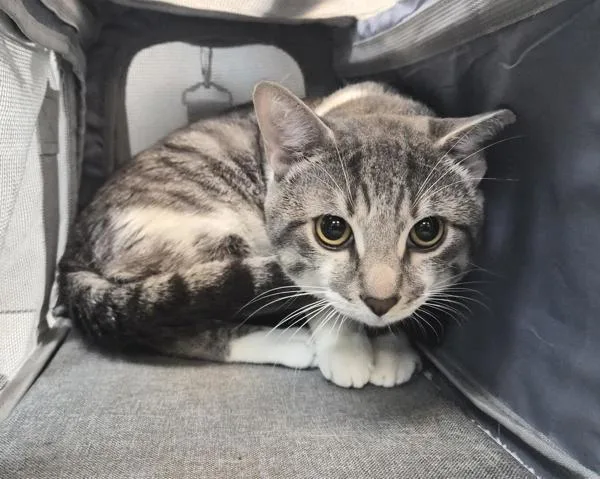 A young medium-sized male Domestic Short Hair cat named Faolán for adoption in New York, NY