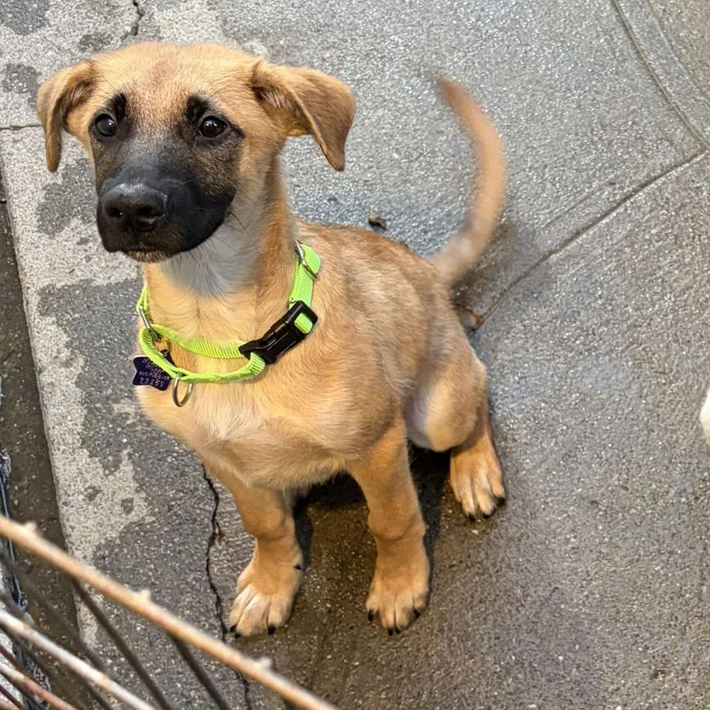 A baby medium-sized male Brown / Chocolate Shepherd dog named Felix for adoption in San Francisco, CA