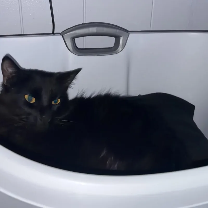 An adult medium-sized male Black Domestic Long Hair cat named Scar for adoption in Fallon, NV