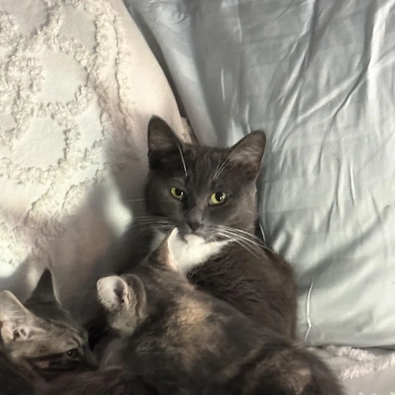 An adult medium-sized female Gray & White Domestic Short Hair cat named Minnie for adoption in Crofton, MD