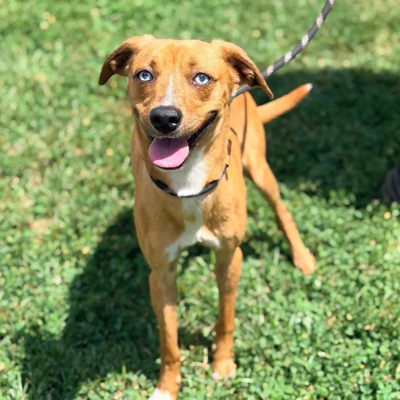A young small-sized female Yellow / Tan / Blond / Fawn Mixed Breed dog named Clarissa for adoption in Huntington, WV
