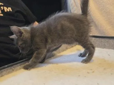A baby small-sized male Gray / Blue / Silver Russian Blue cat named Blitz for adoption in Liverpool, TX