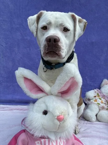 Waffle Fry thumbnail 2