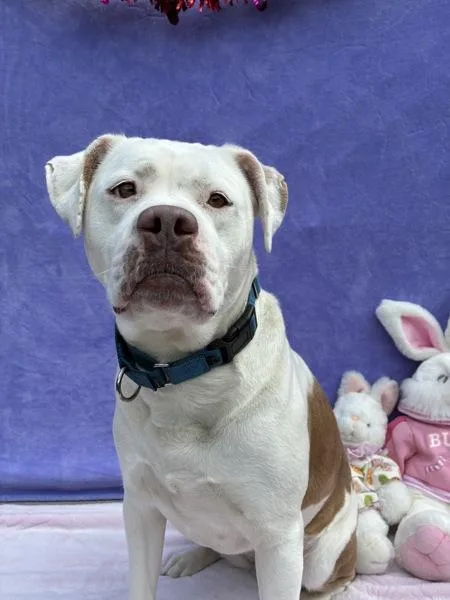 Waffle Fry thumbnail 3