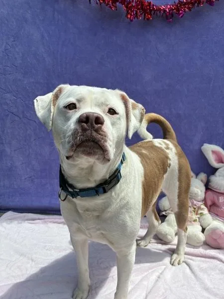 Waffle Fry thumbnail 4