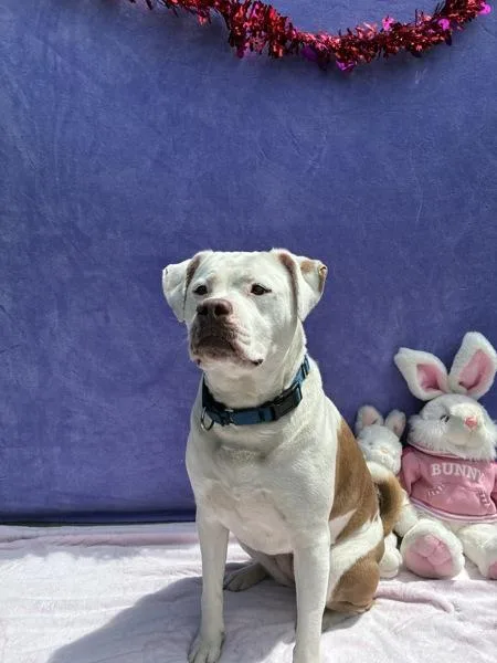 Waffle Fry thumbnail 5