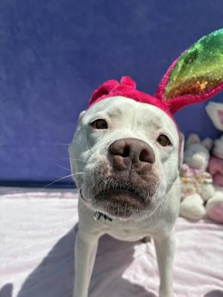 Waffle Fry thumbnail 6