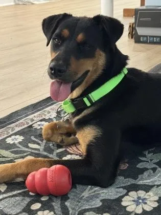 An adult medium-sized female Rottweiler dog named Leslie for adoption in Atlanta, GA