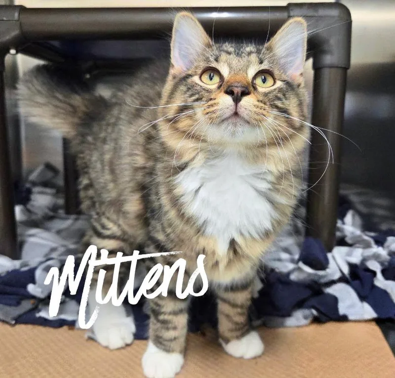 Mittens thumbnail 2