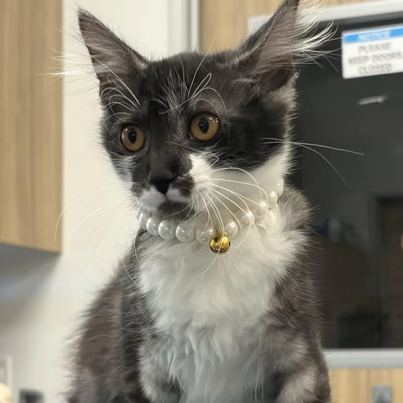 Gwendolyn thumbnail 2