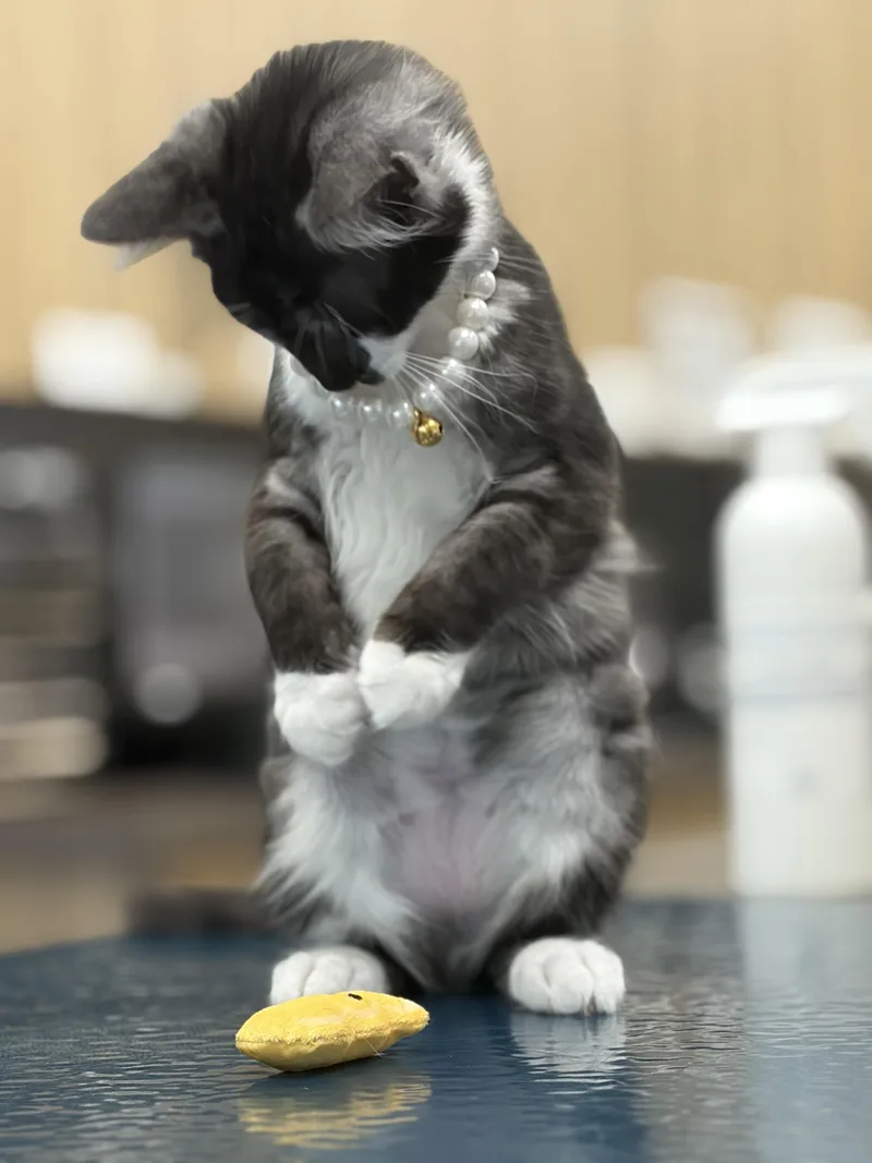 Gwendolyn thumbnail 3