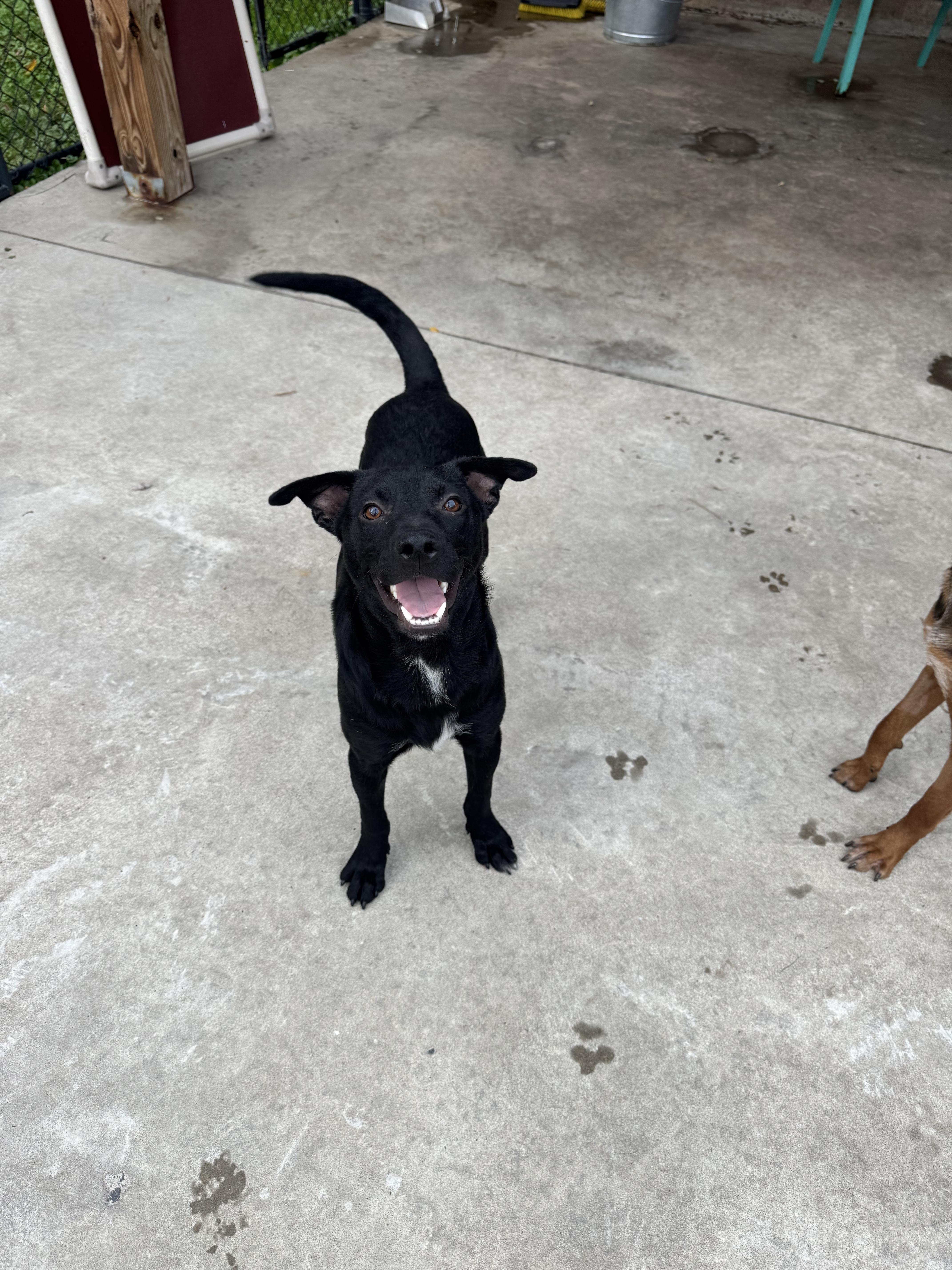 A baby small-sized male Black Mixed Breed dog named Rexx for adoption in Hamden, CT