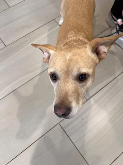An adult small-sized female Chihuahua dog named Aspen for adoption in Daytona Beach, FL