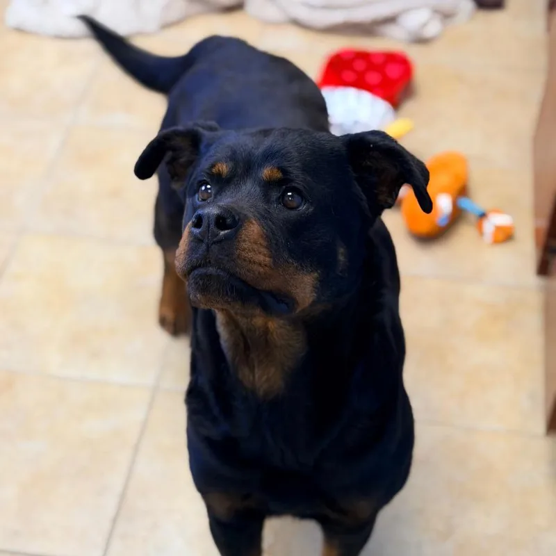 A young small-sized female Black Rottweiler dog named Maddie for adoption in Columbus, GA