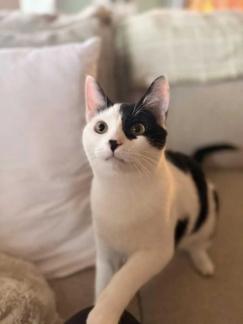 A young medium-sized male Black & White / Tuxedo Domestic Short Hair cat named Moo Moo & Butter for adoption in Clarksville, TN