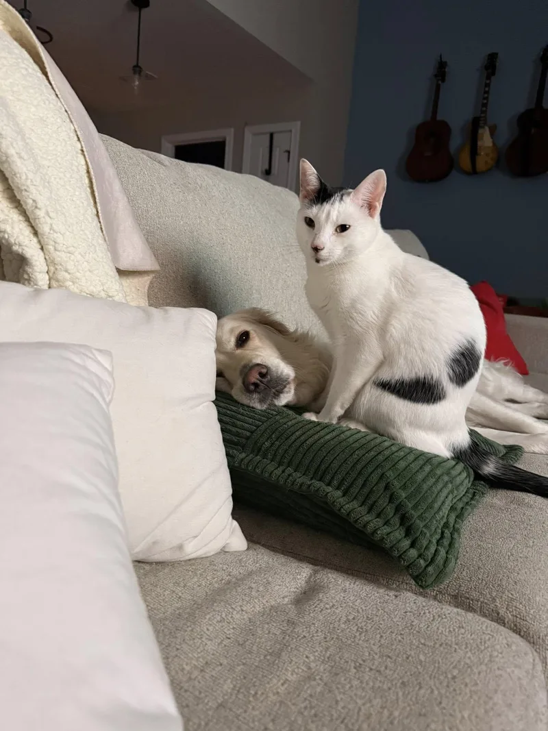 Moo Moo & Butter thumbnail 2
