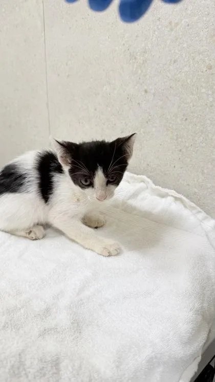 A baby small-sized male Domestic Short Hair cat named Kuzco for adoption in Honolulu, HI
