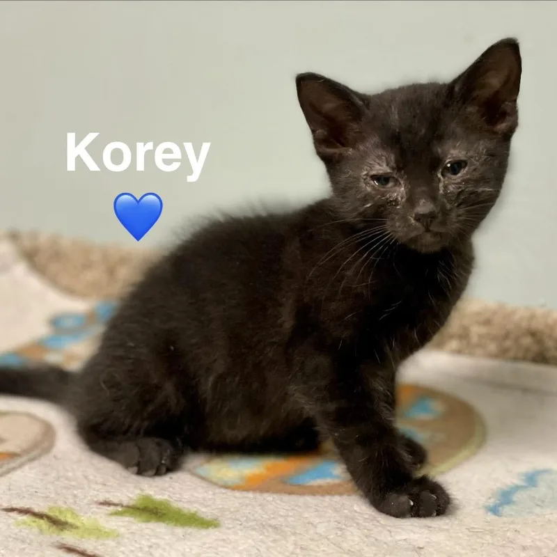 A baby small-sized male Black Domestic Short Hair cat named Korey for adoption in Peachtree City, GA