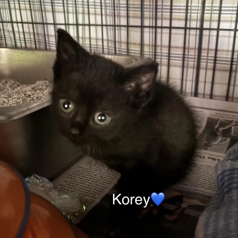 Korey thumbnail 2
