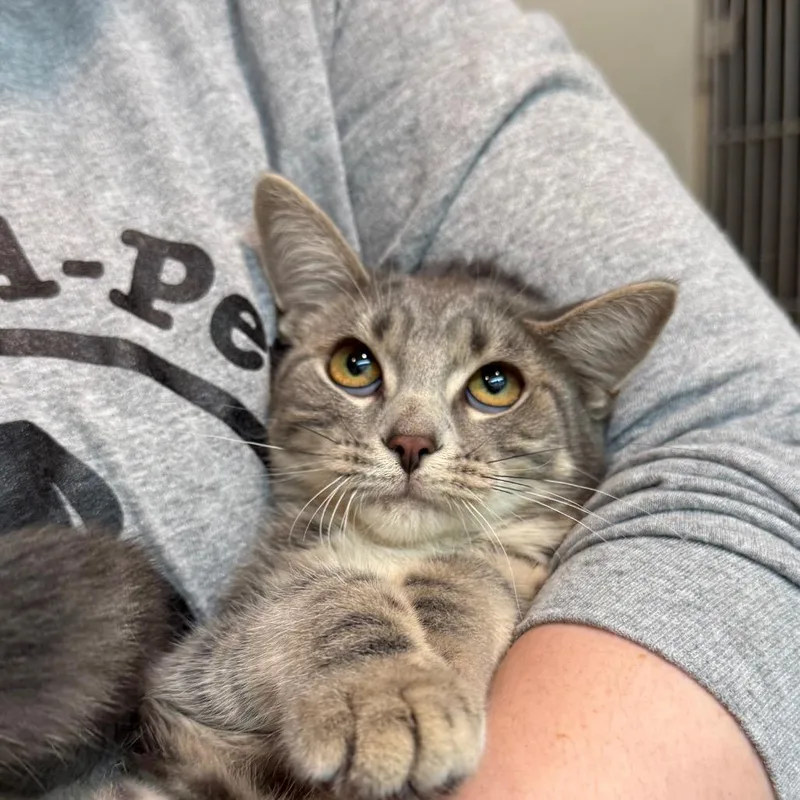 A baby medium-sized female Tabby (Gray / Blue / Silver) Domestic Short Hair cat named Ying for adoption in Fenton, MI