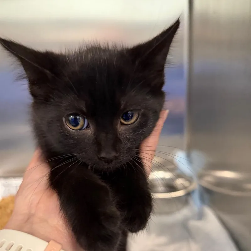 A baby small-sized female Black Domestic Short Hair cat named French Fries for adoption in Greensboro, NC