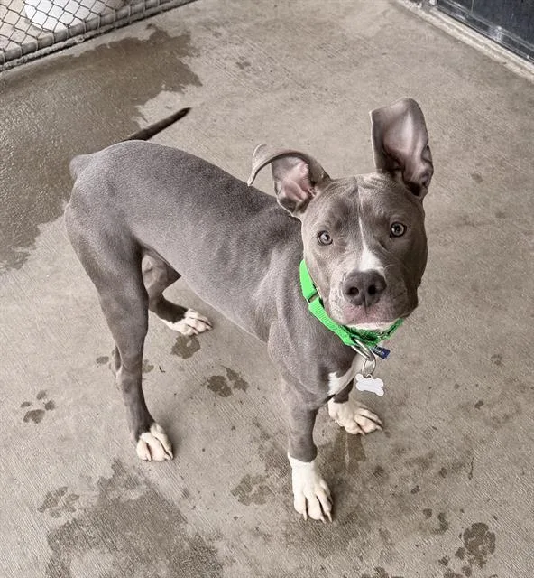 A young medium-sized female Pit Bull Terrier dog named Zoomies for adoption in Denver, CO