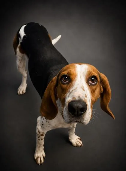 An adult medium-sized male Treeing Walker Coonhound dog named Hank for adoption in Bridgewater, NJ