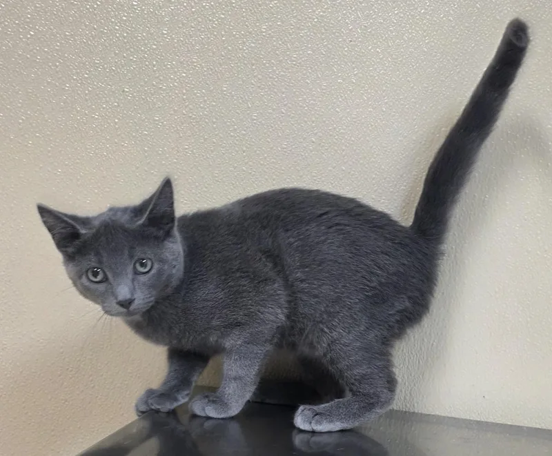 A baby medium-sized male Domestic Short Hair cat named Kenny for adoption in Brainerd, MN