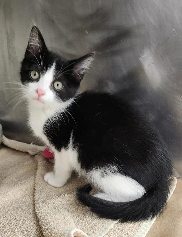 A baby medium-sized male Domestic Short Hair cat named Ghost for adoption in Canton, GA
