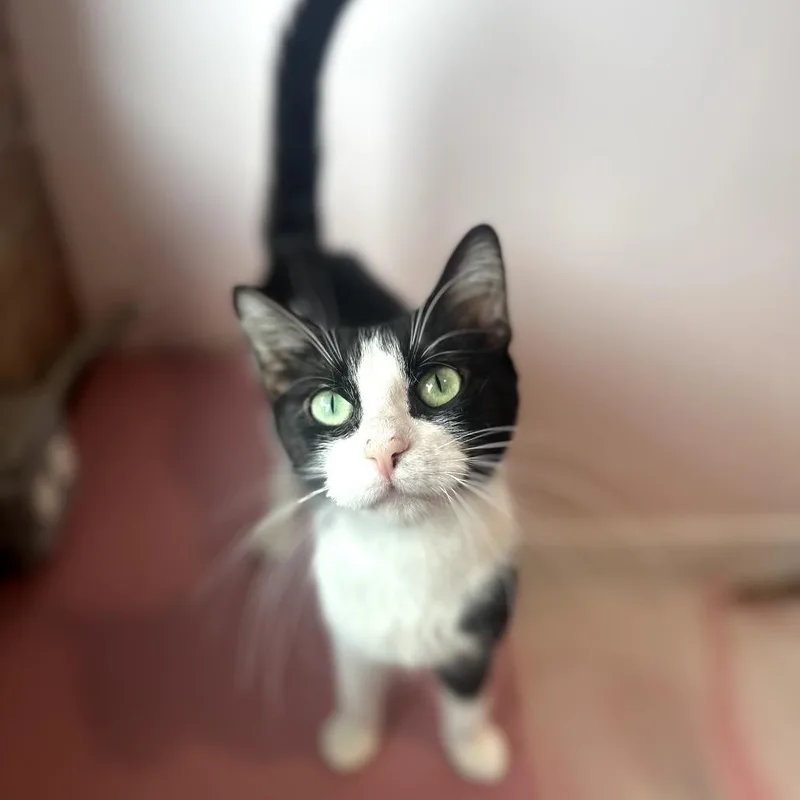 A young small-sized female Black Domestic Short Hair cat named Tilly for adoption in Forest Park, IL