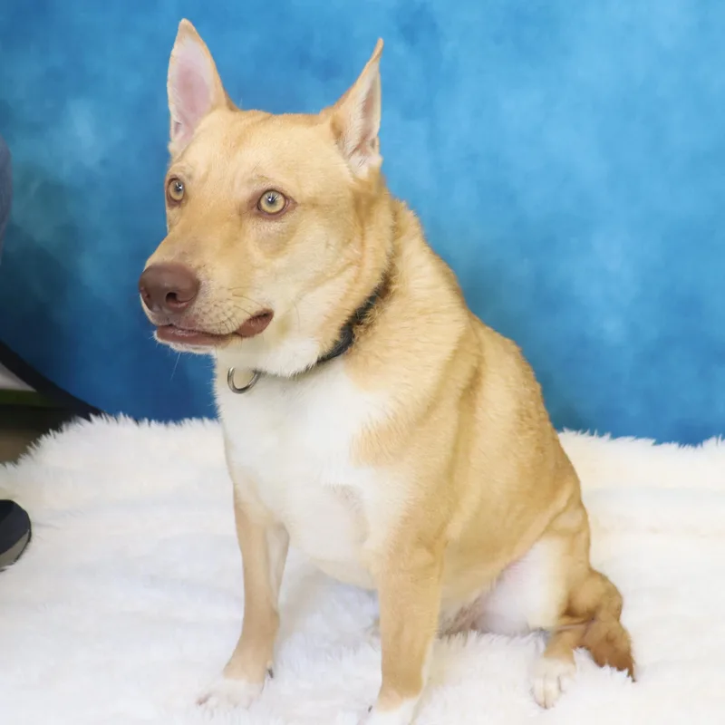 Foxy  Loving And thumbnail 3