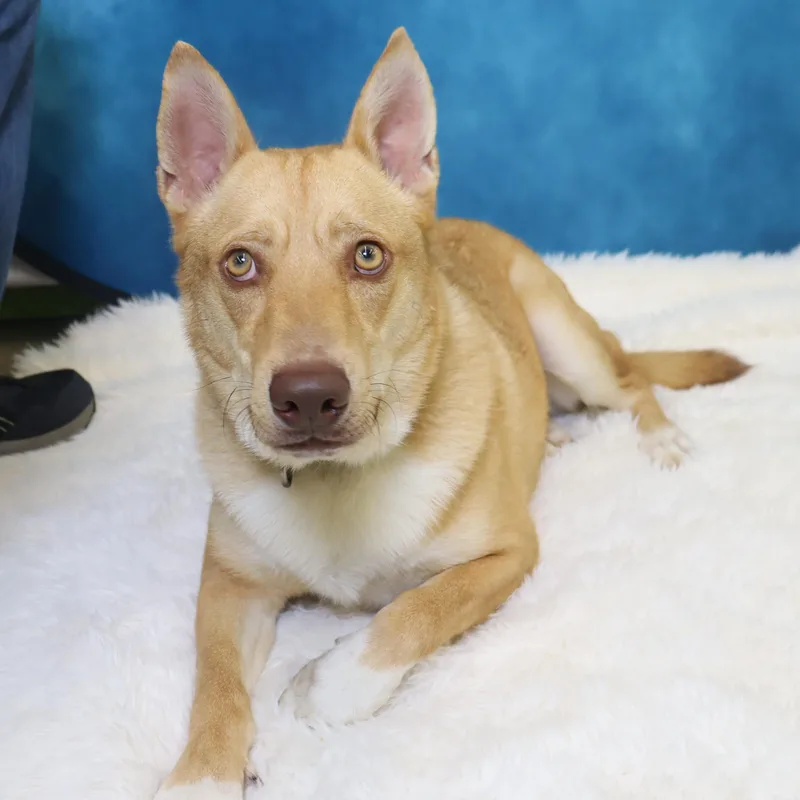 Foxy  Loving And thumbnail 4