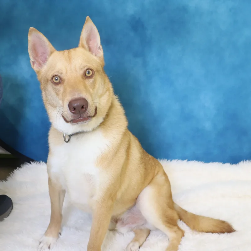 Foxy  Loving And thumbnail 5