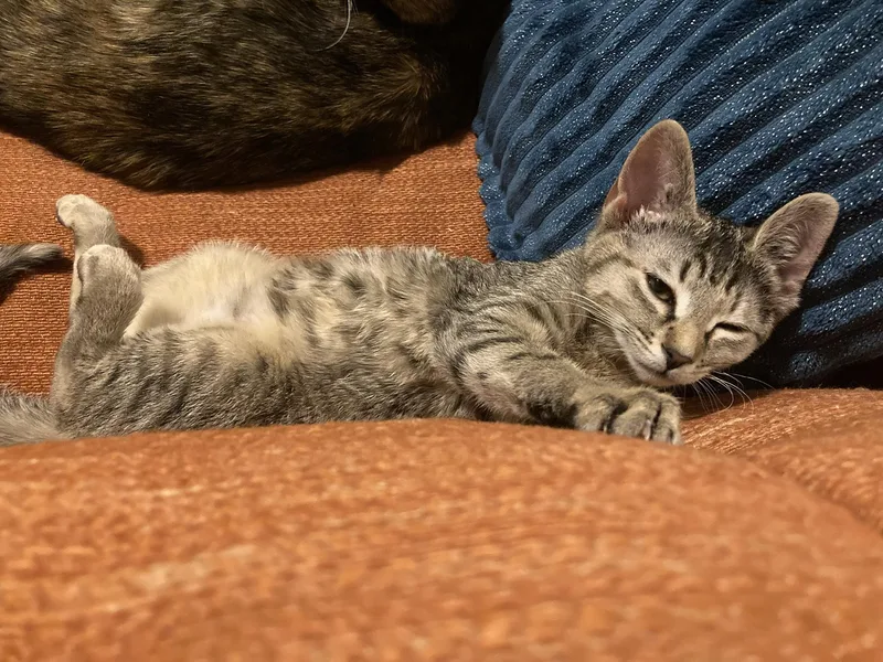 Noodle Spruce thumbnail 2