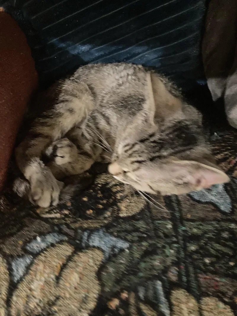 Noodle Spruce thumbnail 3