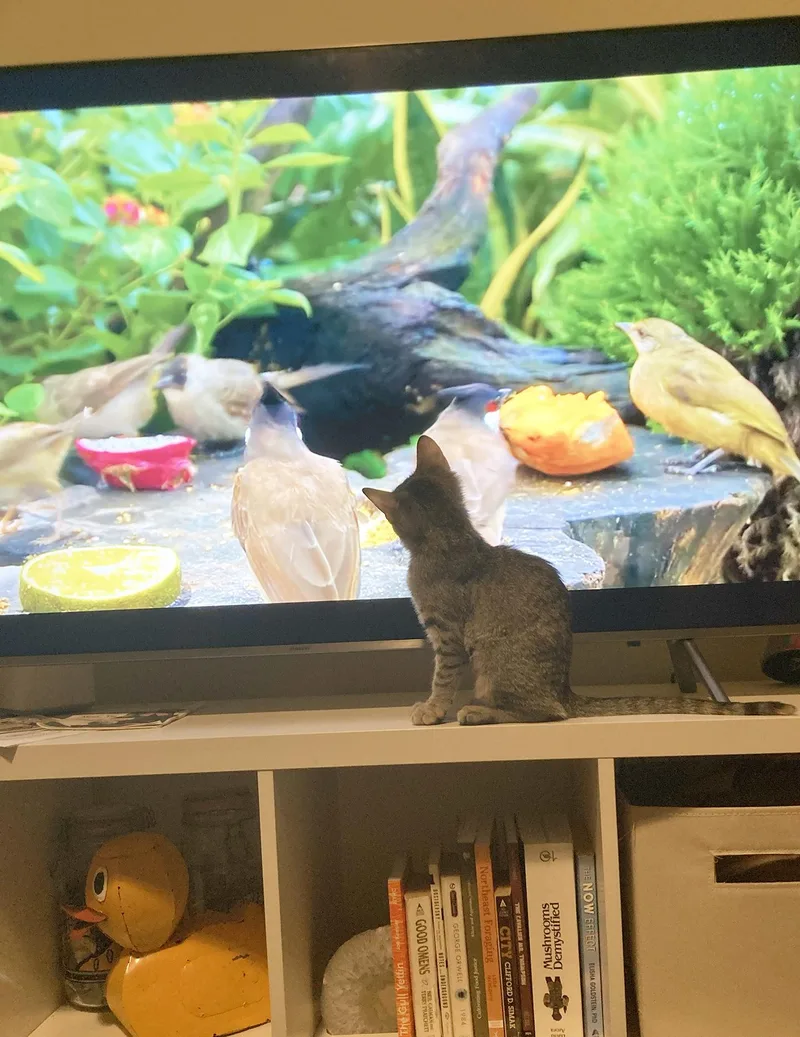 Noodle Spruce thumbnail 4