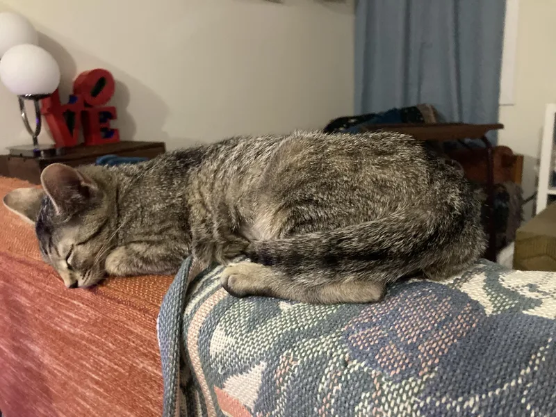 Noodle Spruce thumbnail 5