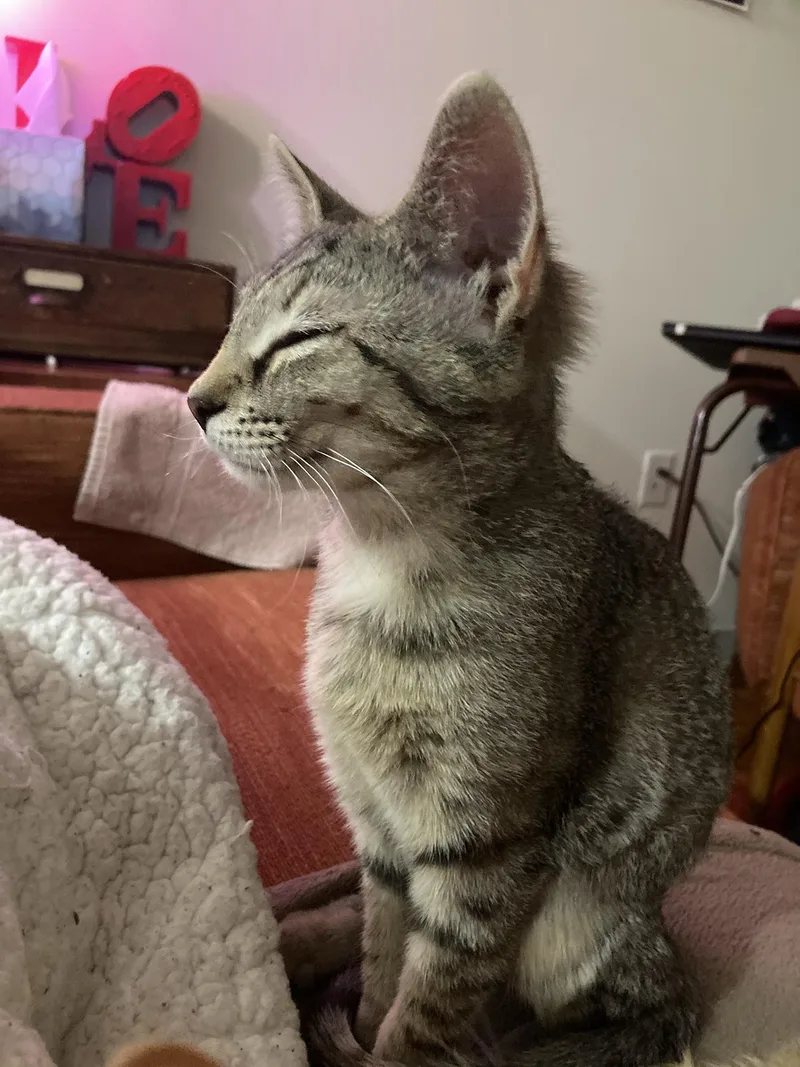 Noodle Spruce thumbnail 6