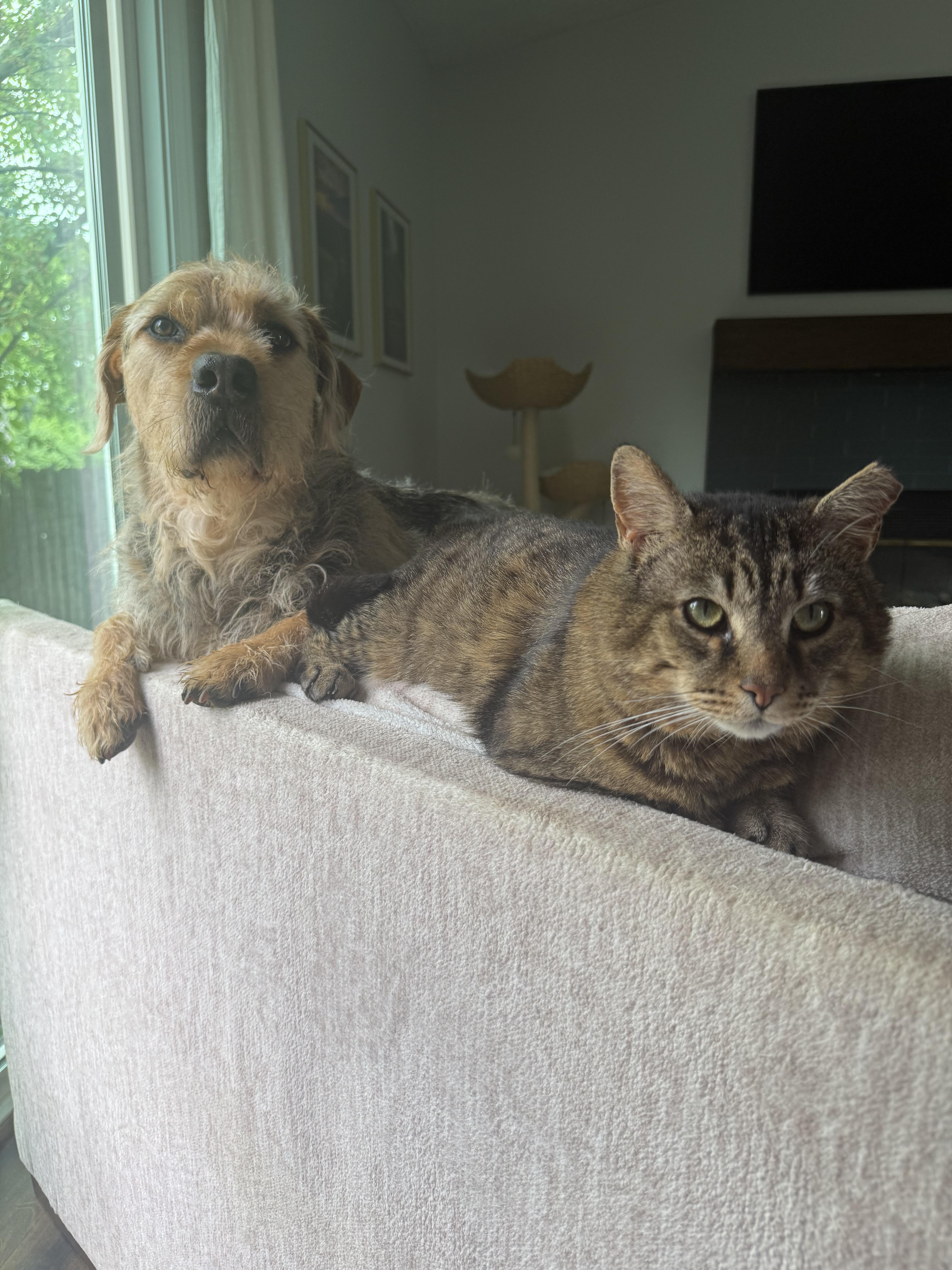 A young medium-sized male Tabby (Brown / Chocolate) Domestic Short Hair cat named Benson for adoption in Columbus, OH