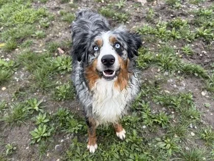 An adult large-sized male Golden Mixed Breed dog named Wrangler for adoption in Georgetown, TX