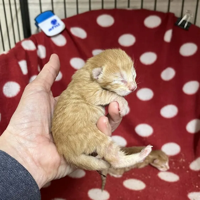 A baby small-sized female Orange / Red Domestic Short Hair cat named Taffy for adoption in Hamilton, GA