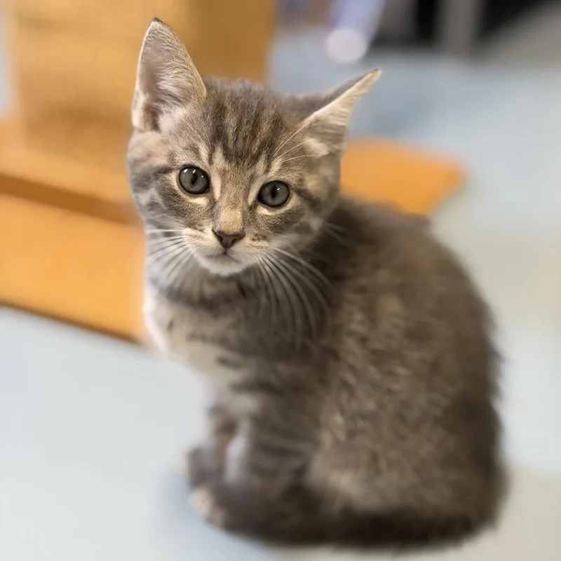 A baby small-sized male Gray / Blue / Silver Domestic Short Hair cat named Jolteon for adoption in Brownsboro, AL