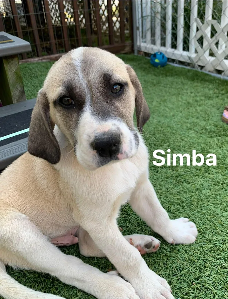 Simba thumbnail 2