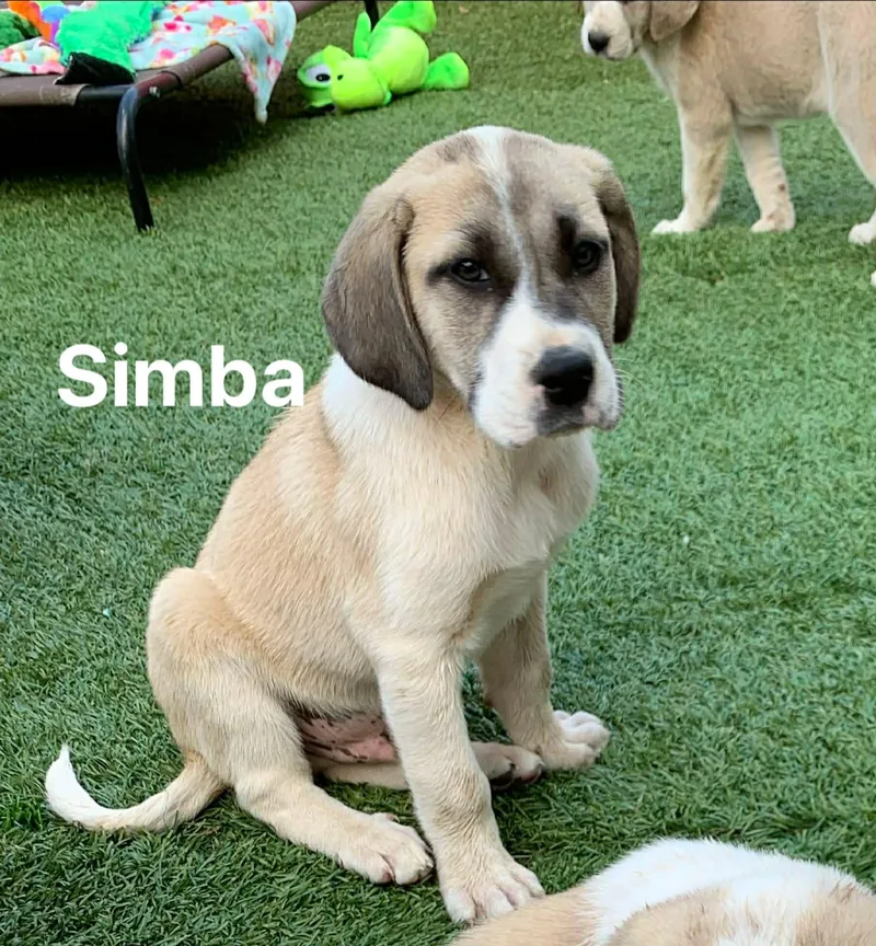 Simba