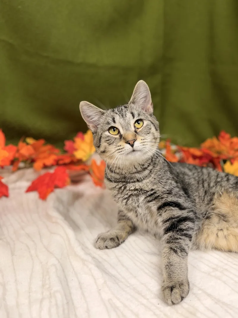 An adult medium-sized male Tabby (Tiger Striped) Domestic Short Hair cat named Schmidt for adoption in Upper Sandusky, OH