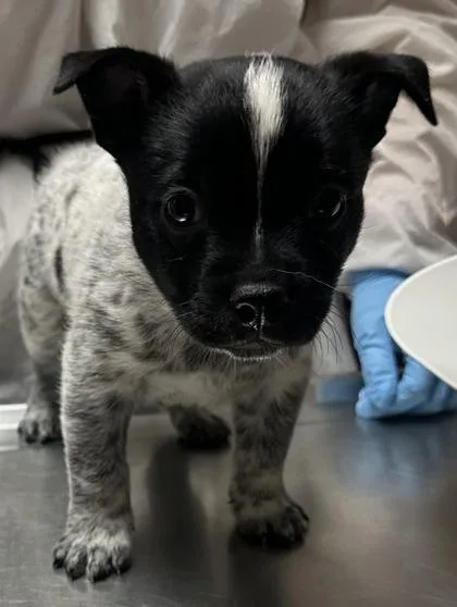 Bleu