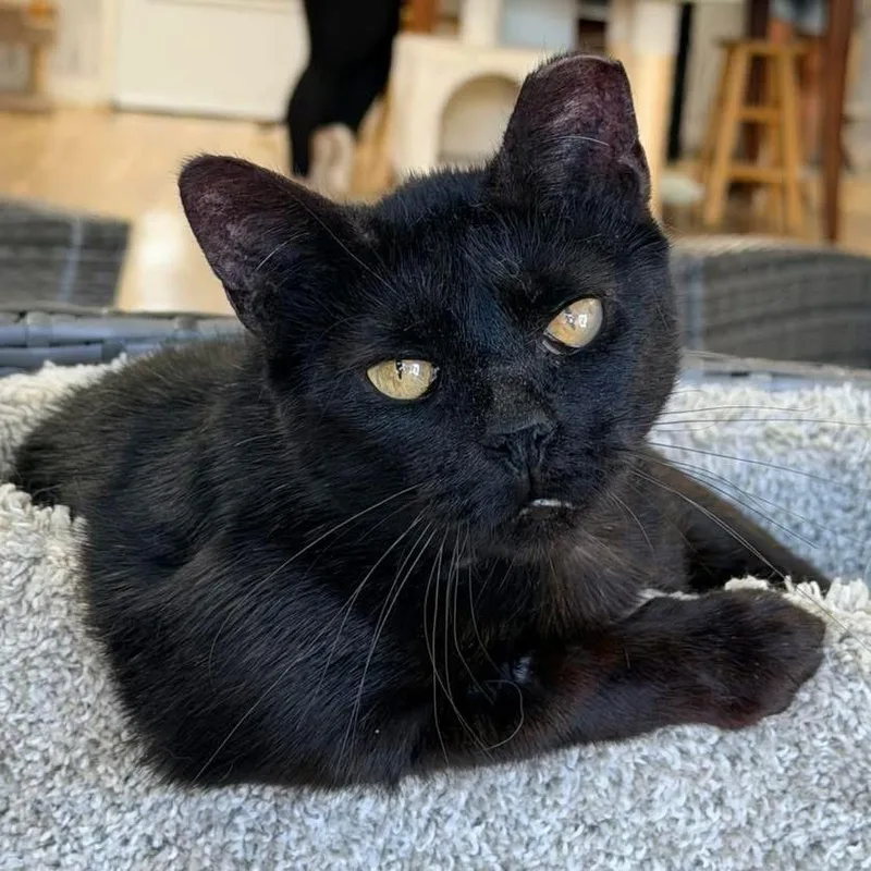 An adult small-sized female Domestic Short Hair cat named Annie for adoption in Momence, IL
